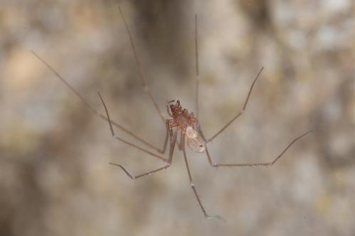 Leptoneta microphthalma